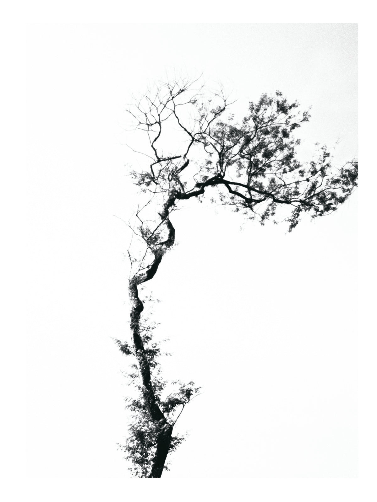 Minimalist Nature Fine Art Print