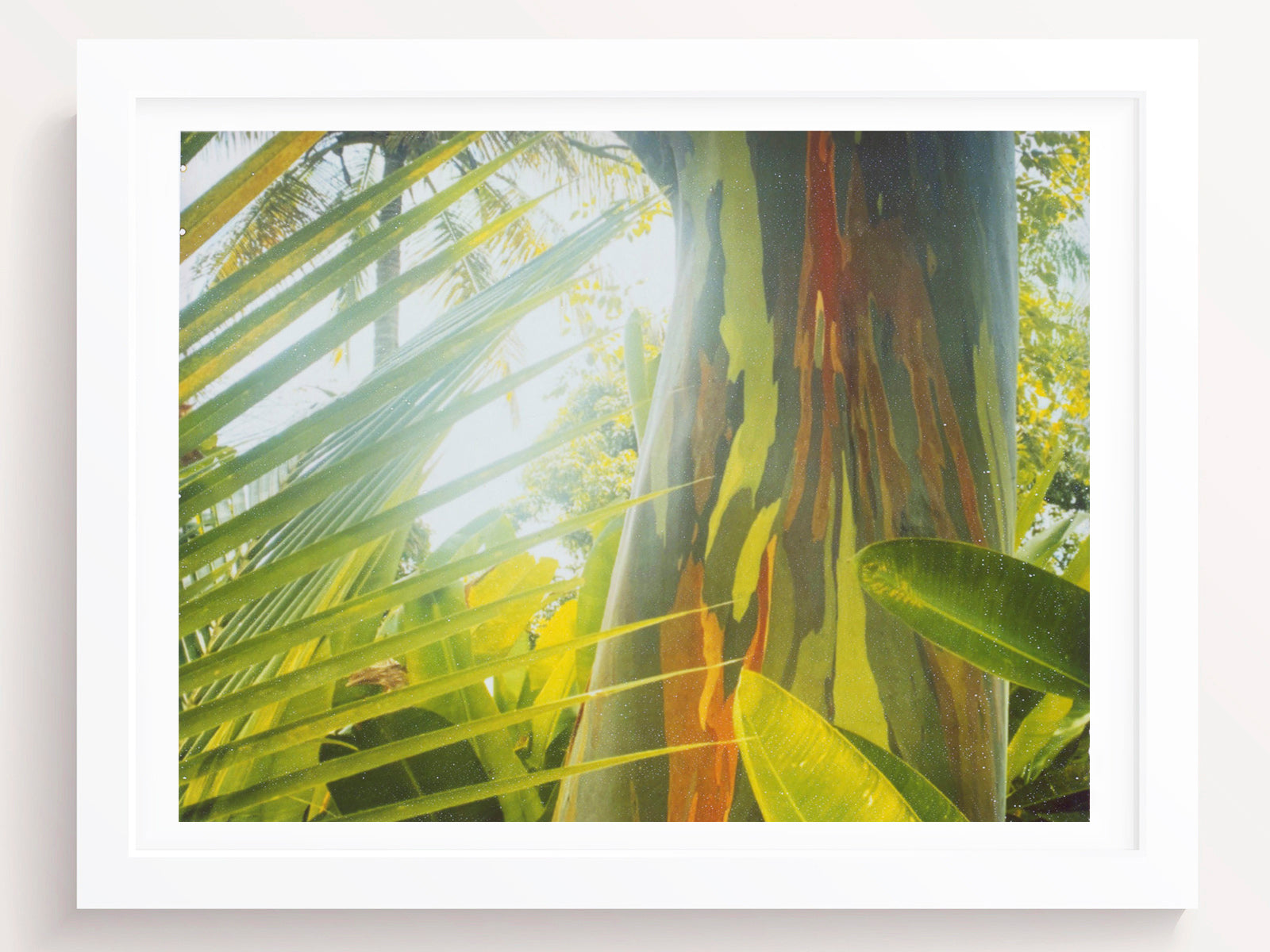 Eucalyptus Tree Photography Print
