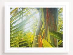 Eucalyptus Tree Photography Print