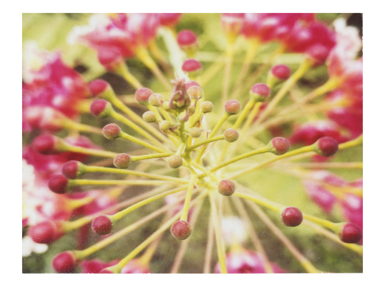 Tropical Flowers Fine Art Print