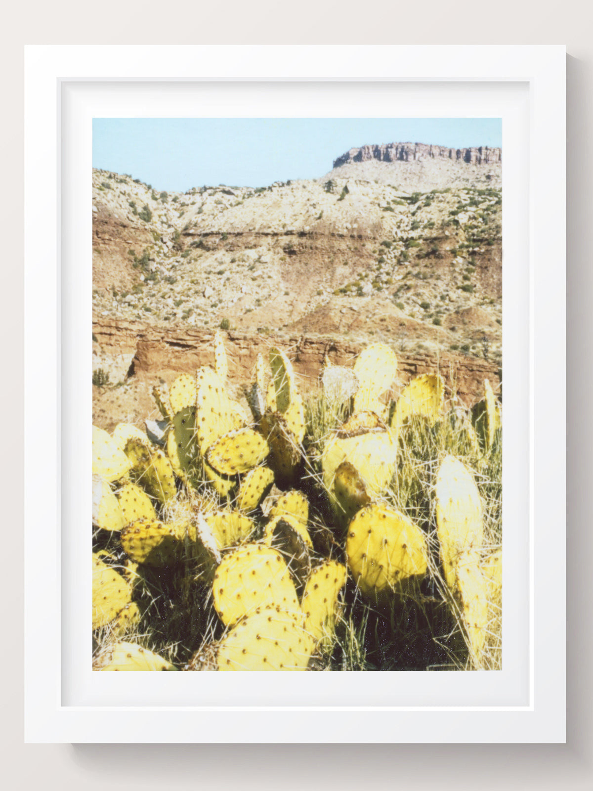 Cactus Wall Art Photography Print