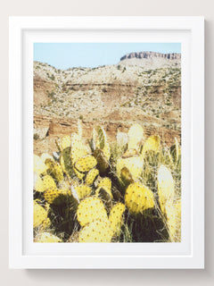 Cactus Wall Art Photography Print