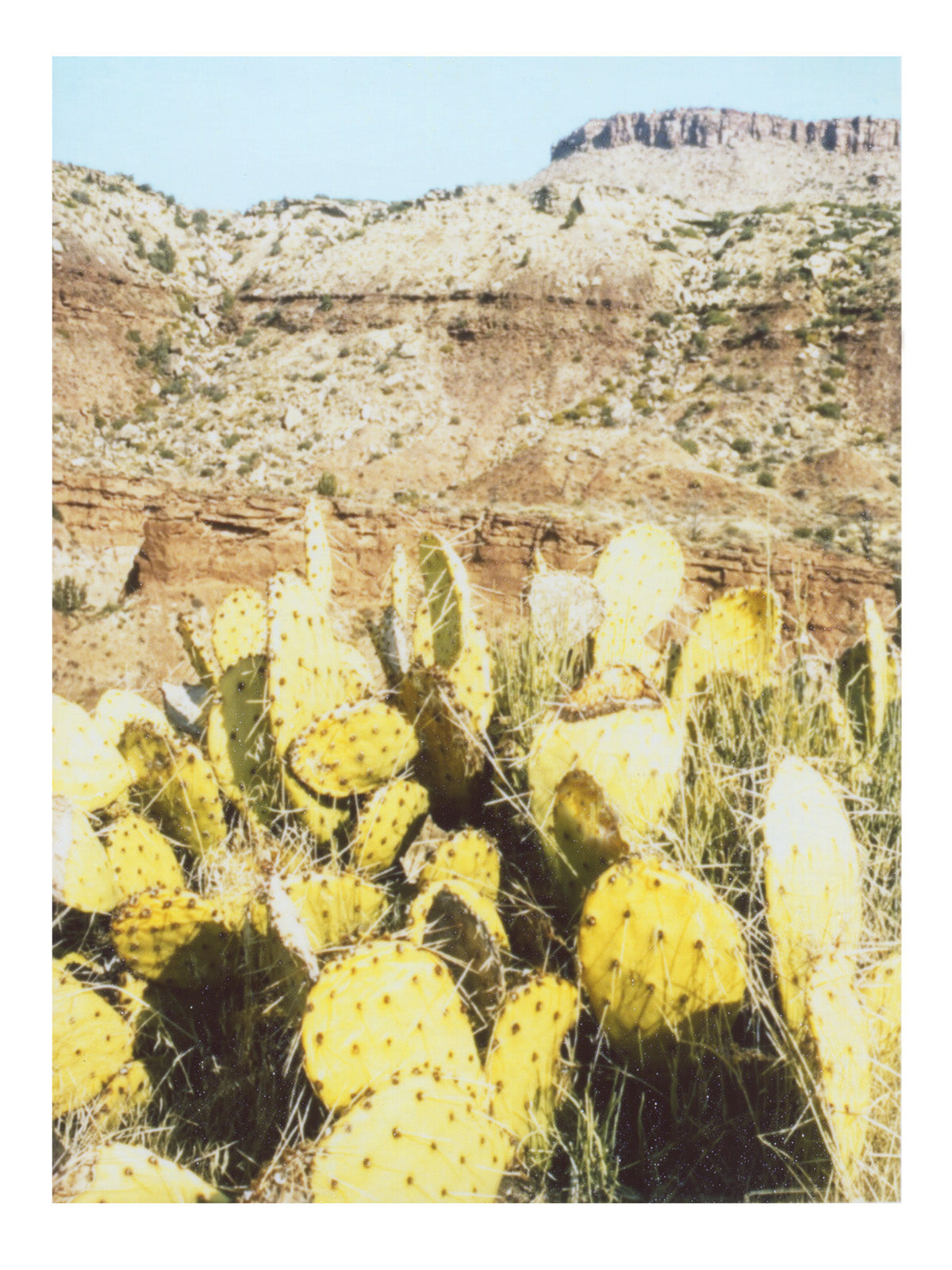 Cactus Wall Art Photography Print