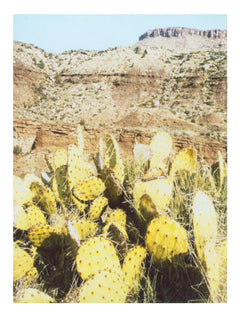 Cactus Wall Art Photography Print