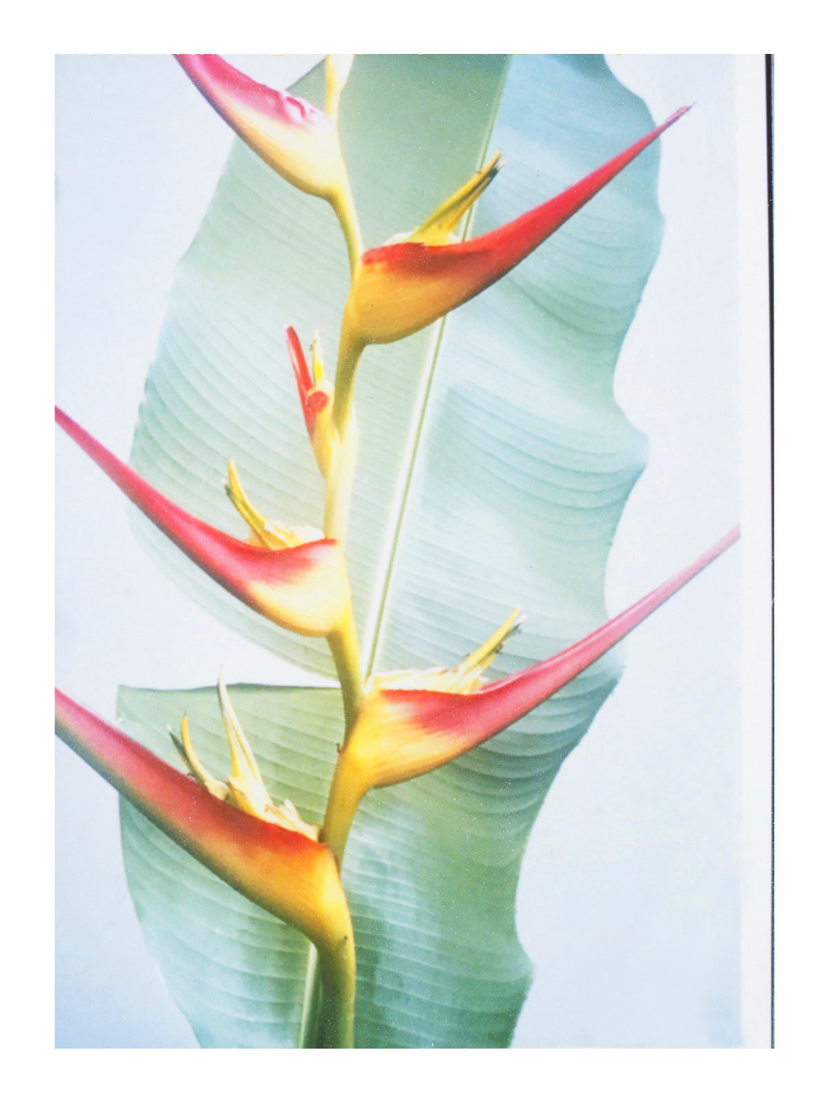 Bloom where you are planted - She Hit Pause