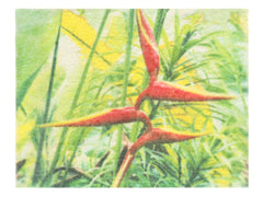 Birds of Paradise Wall Art Print