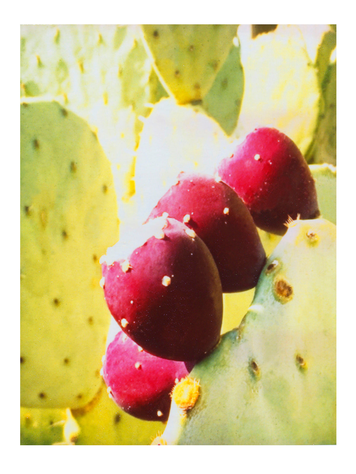 Cactus Wall Art Print