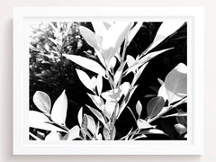 Black and White Floral Wall Art Print