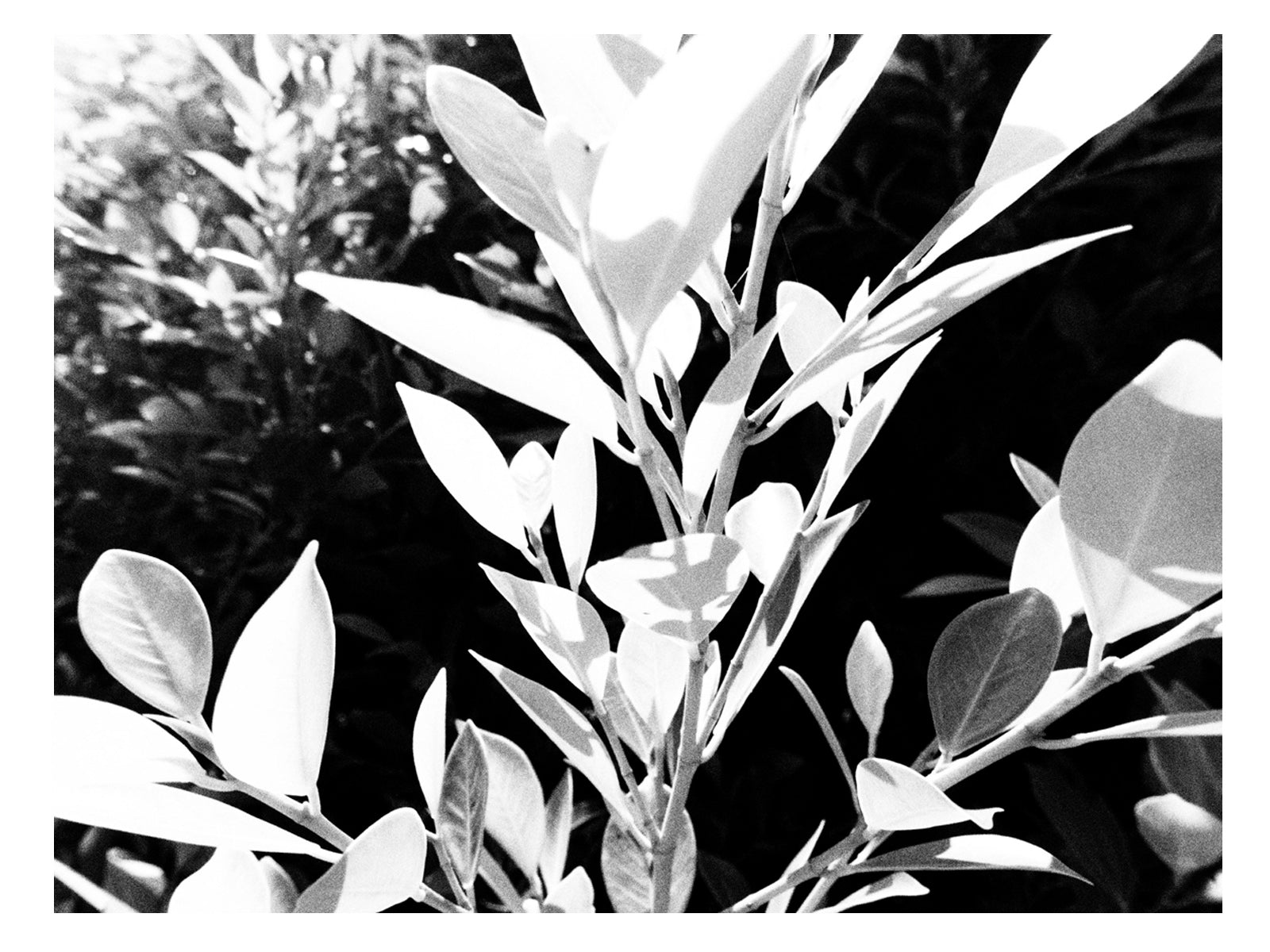 Black and White Floral Wall Art Print