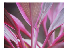 Tropical Plant Photography Print