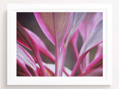 Tropical Plant Photography Print