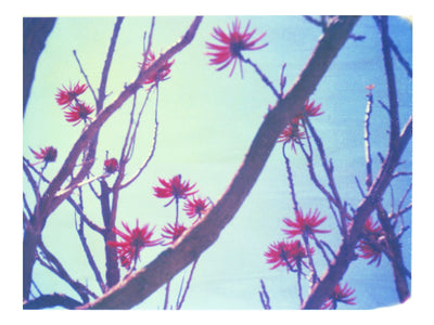 Blue, Red + Branches - She Hit Pause