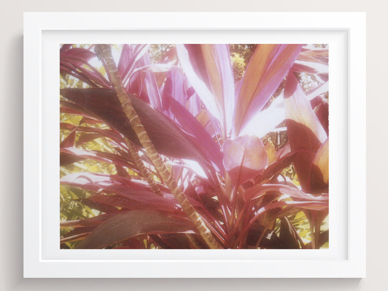 Colors You Can Taste (Costa Rica) - She Hit Pause