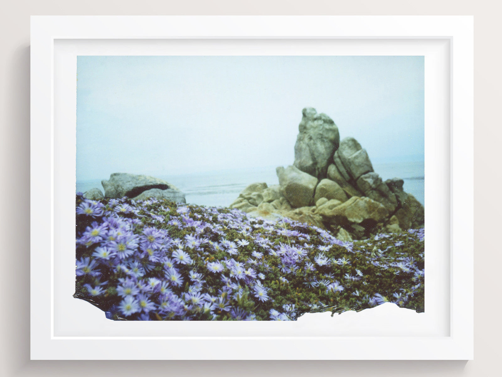 Flowers Dressed In Purple - She Hit Pause