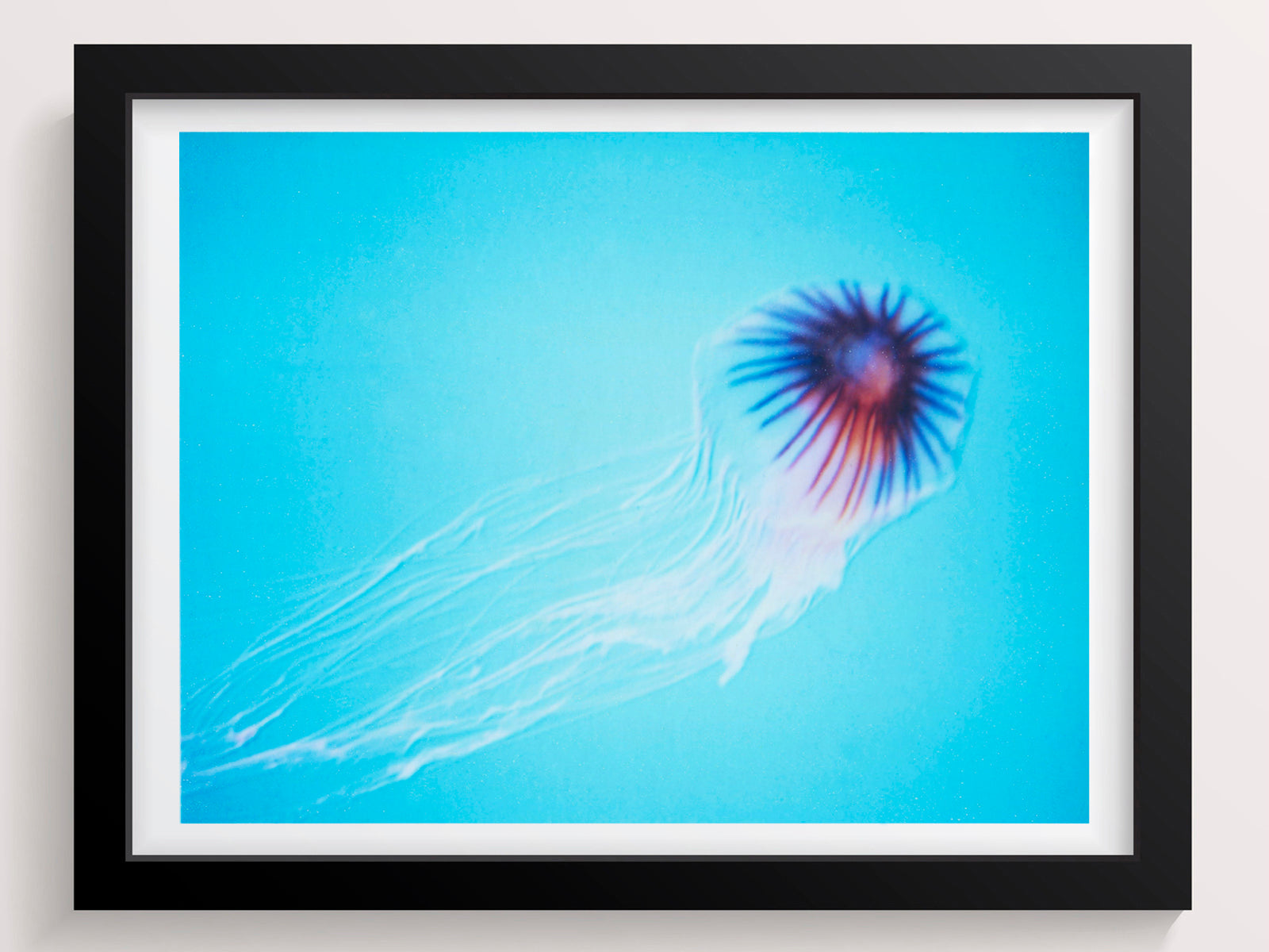 Jellyfish Photography Print