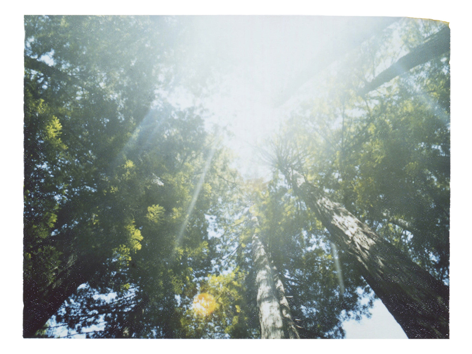 Tilting Our Heads Upwards, We Found Another World - She Hit Pause