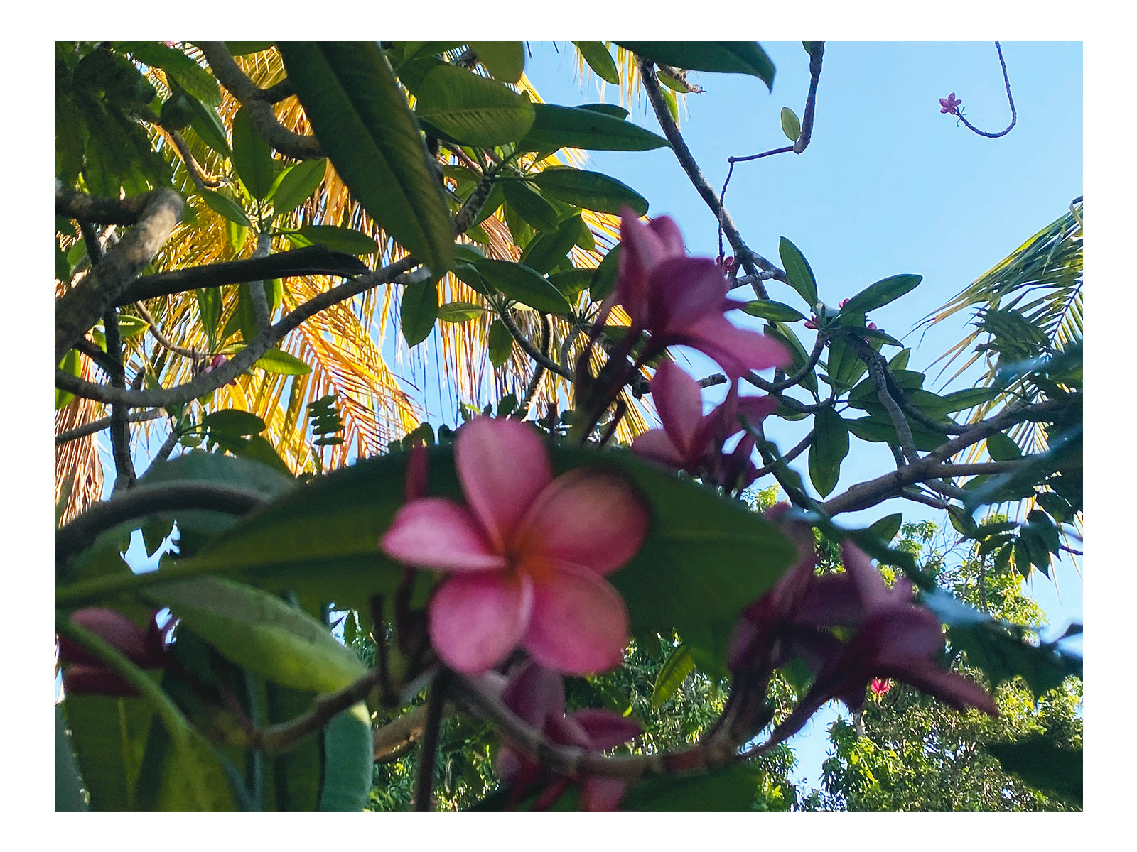 Tropical Flowers Wall Art Print