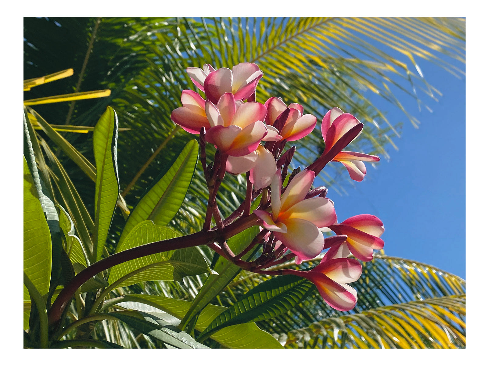 Tropical Flowers Wall Art Print