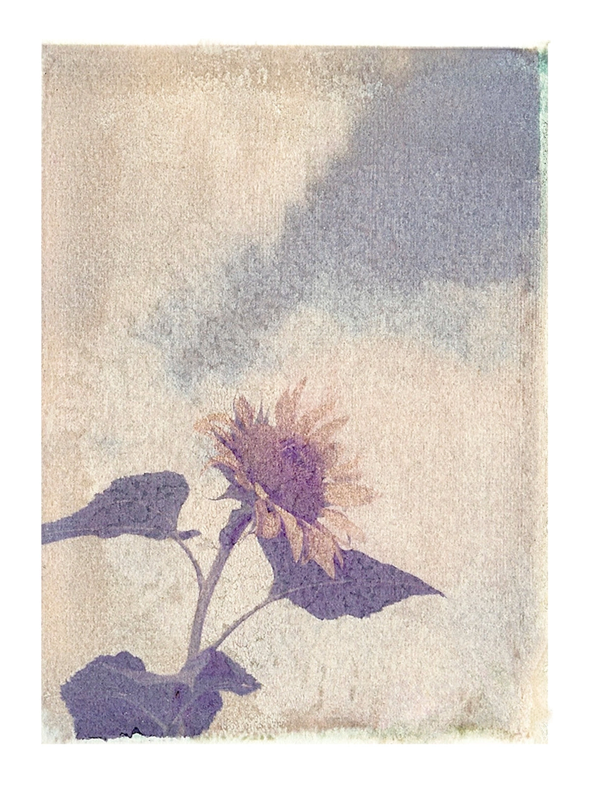 Sunflower Nature Wall Art Print