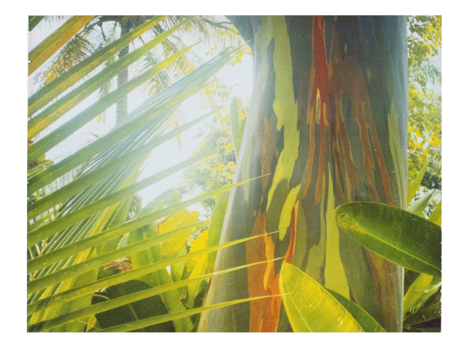Eucalyptus Tree Photography Print