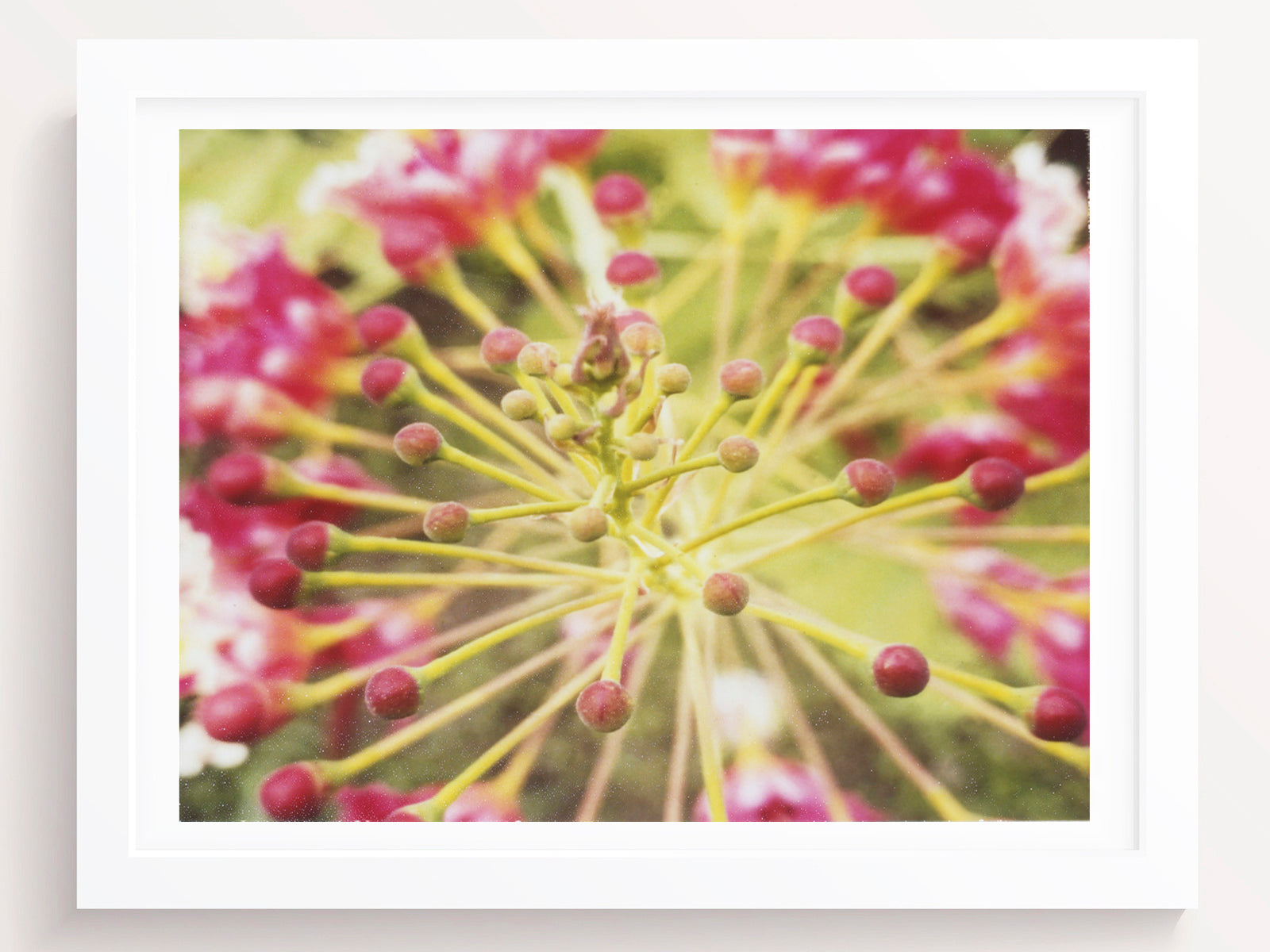 Tropical Flowers Fine Art Print