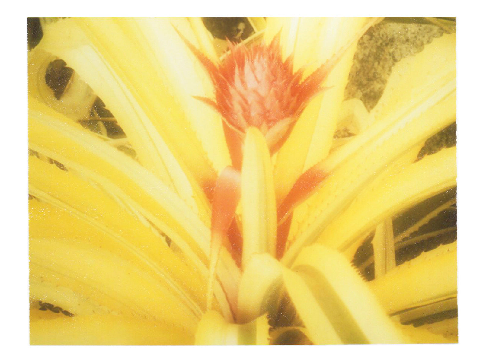 Tropical Flowers Wall Art Print