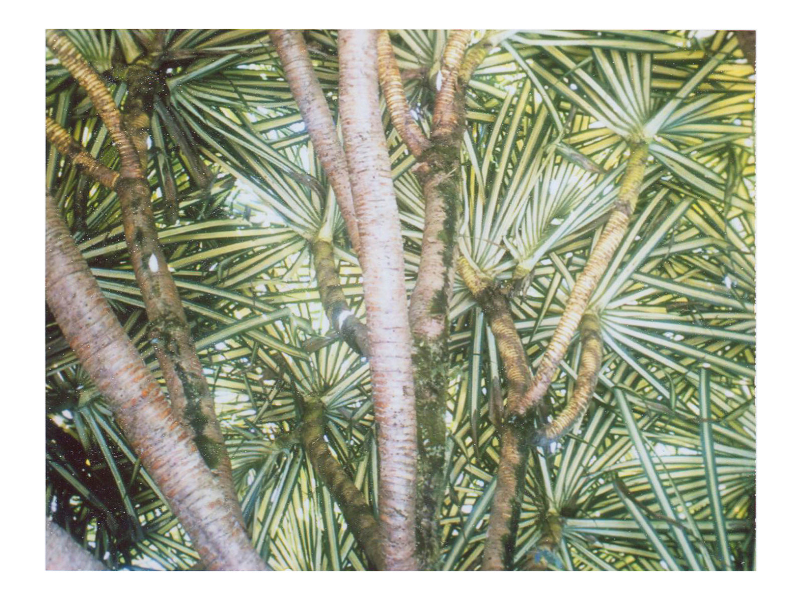 Tropical Plants Wall Art Print