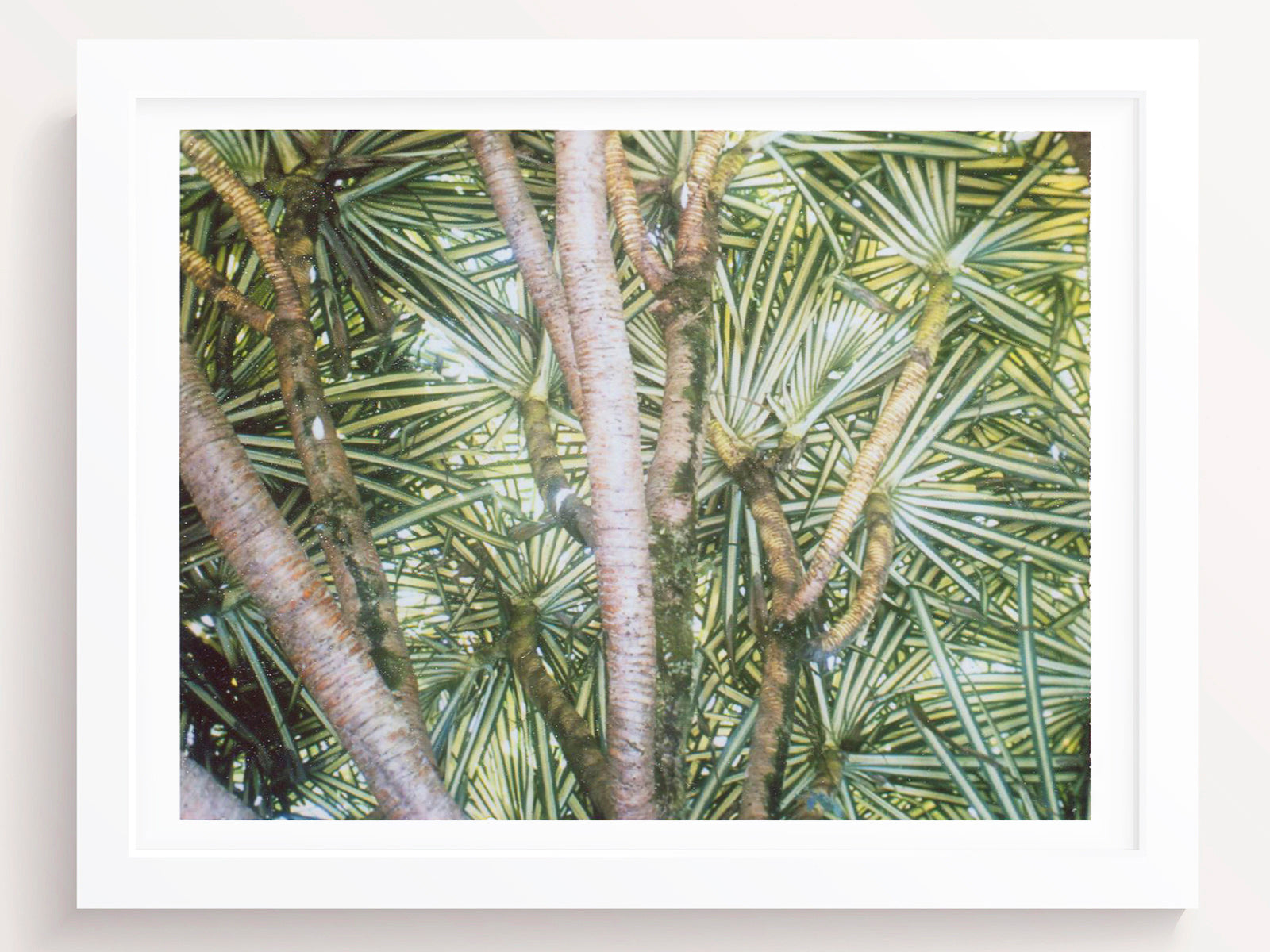 Tropical Plants Wall Art Print