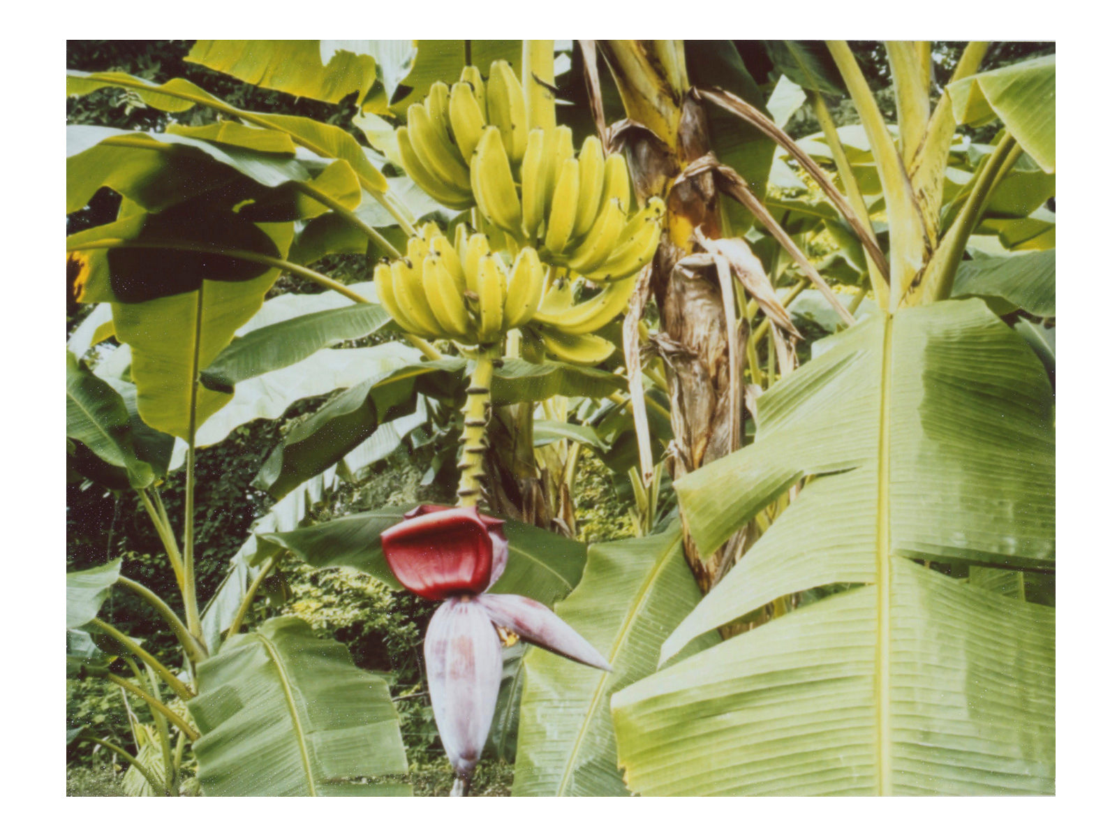 Watching bananas sleep