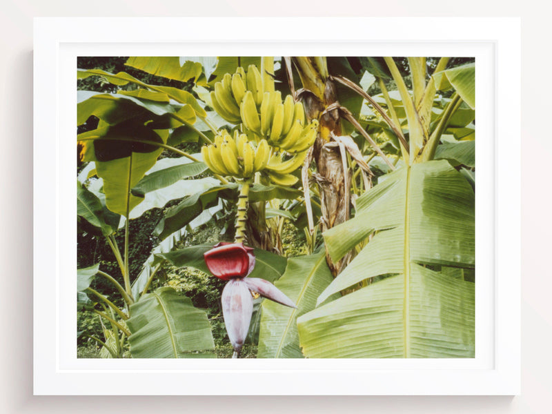Watching bananas sleep