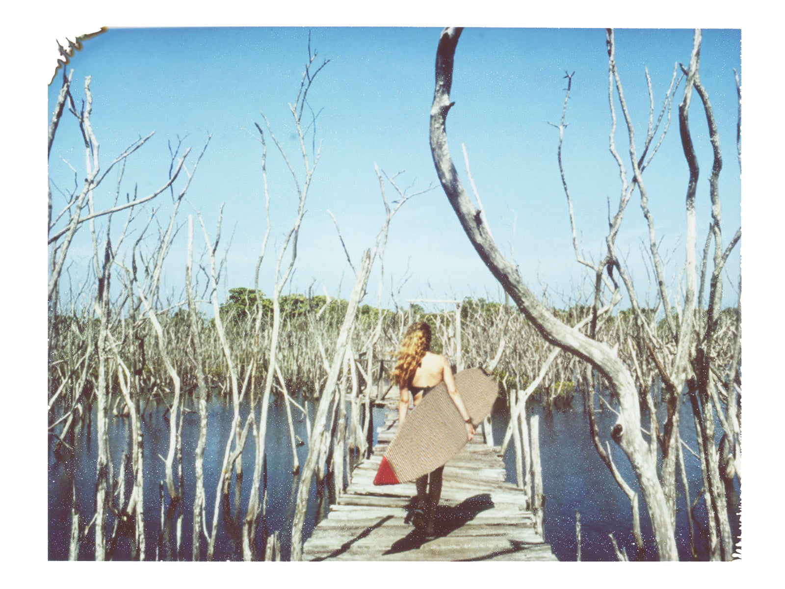 Through The Mangroves