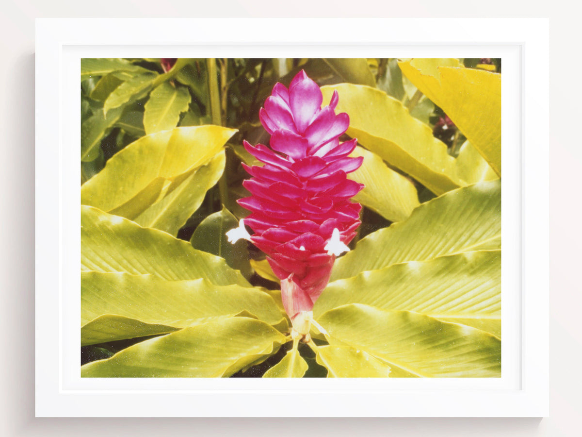 Tropical Flower Photography Print