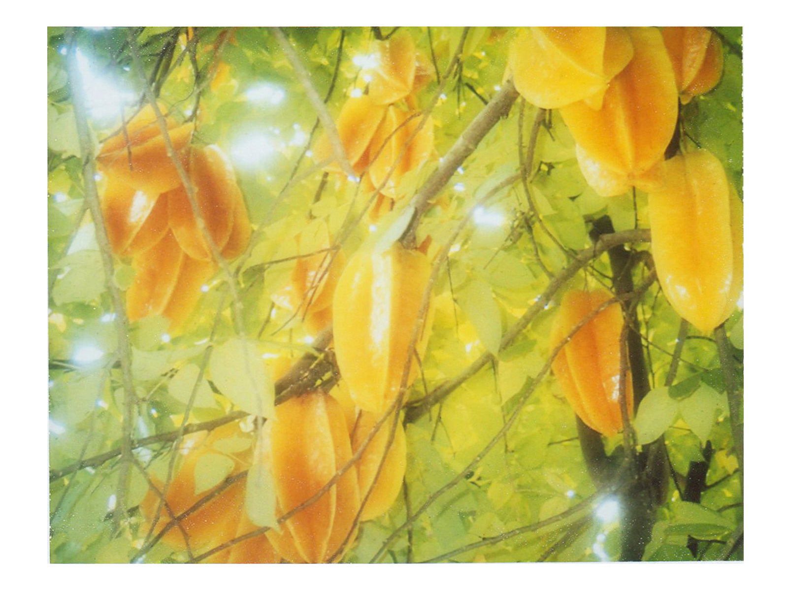 Vintage Tropical Fruit Wall Art Print