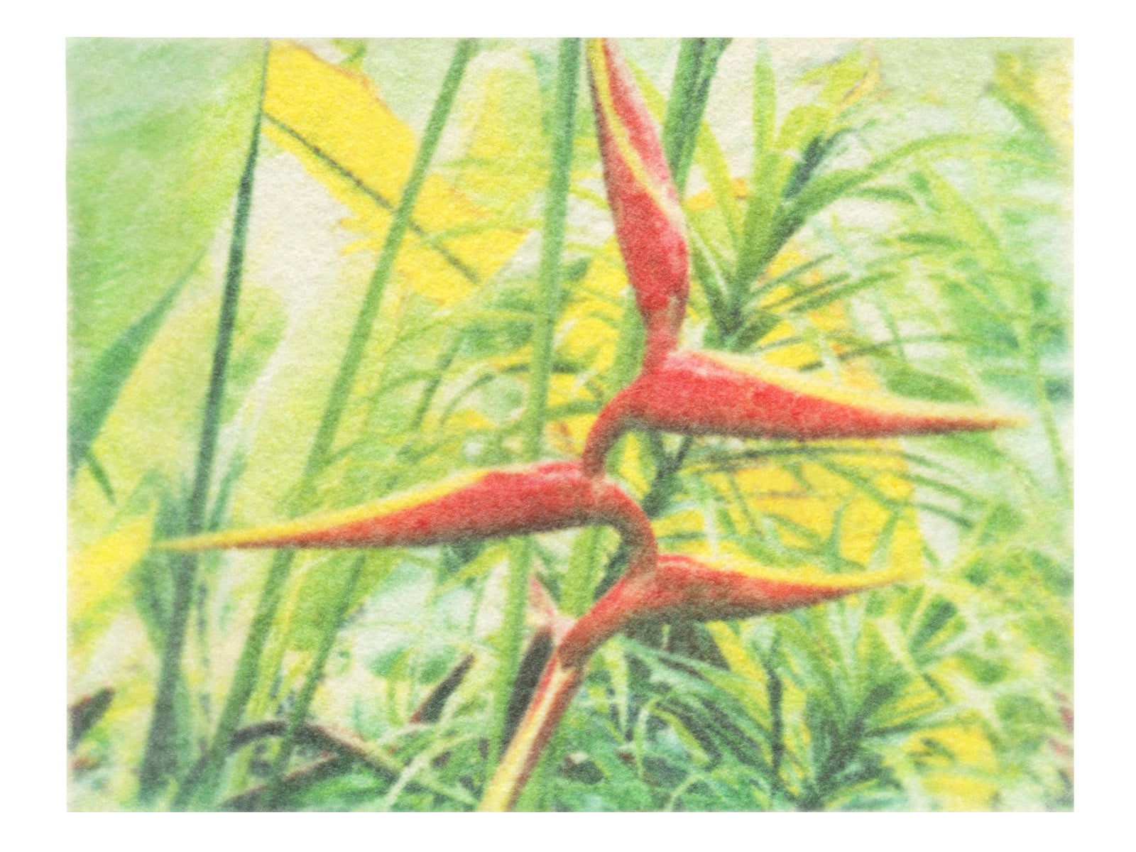 Birds of Paradise Wall Art Print