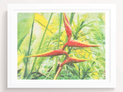 Birds of Paradise