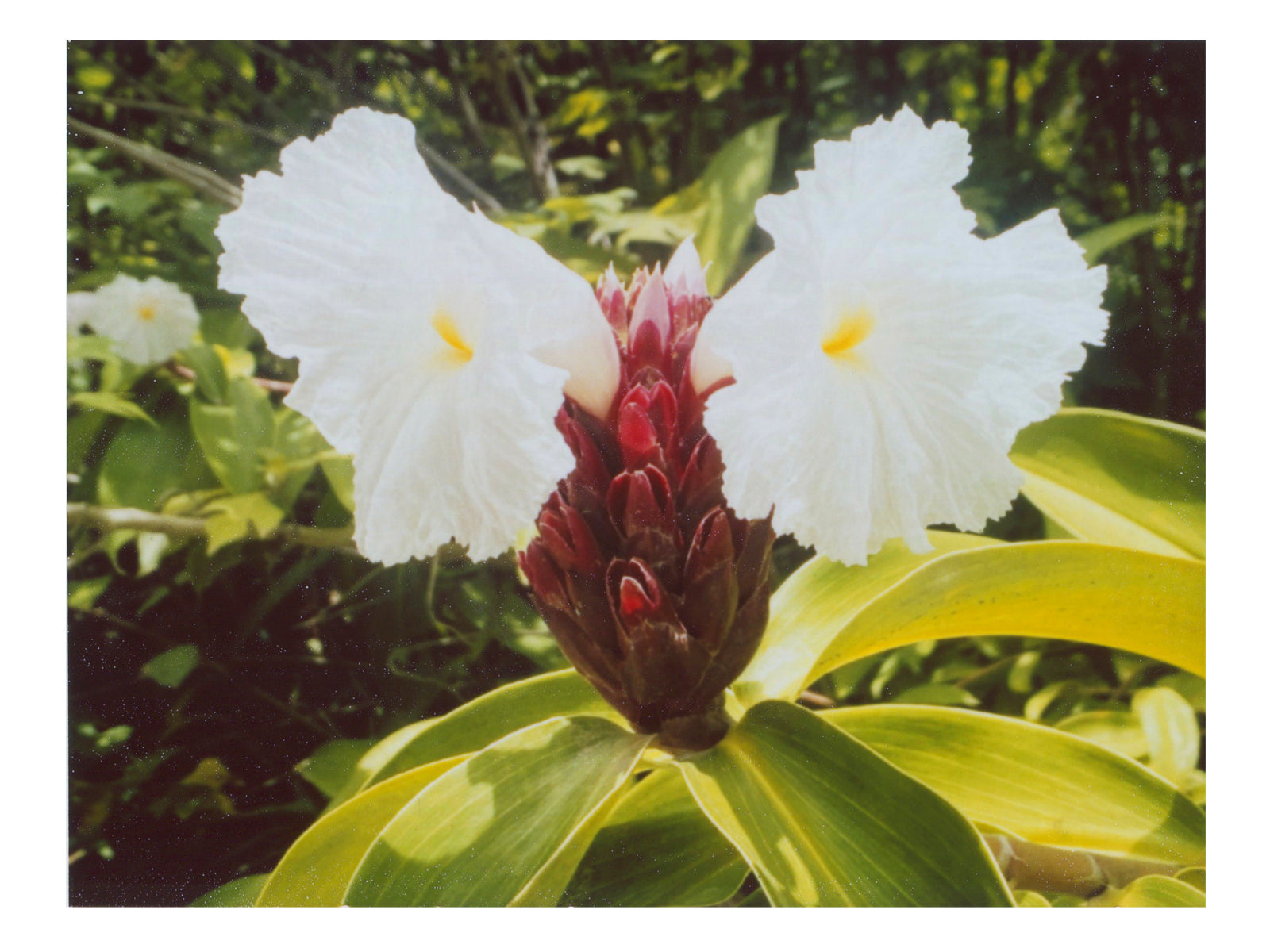 Tropical Flowers Art Print