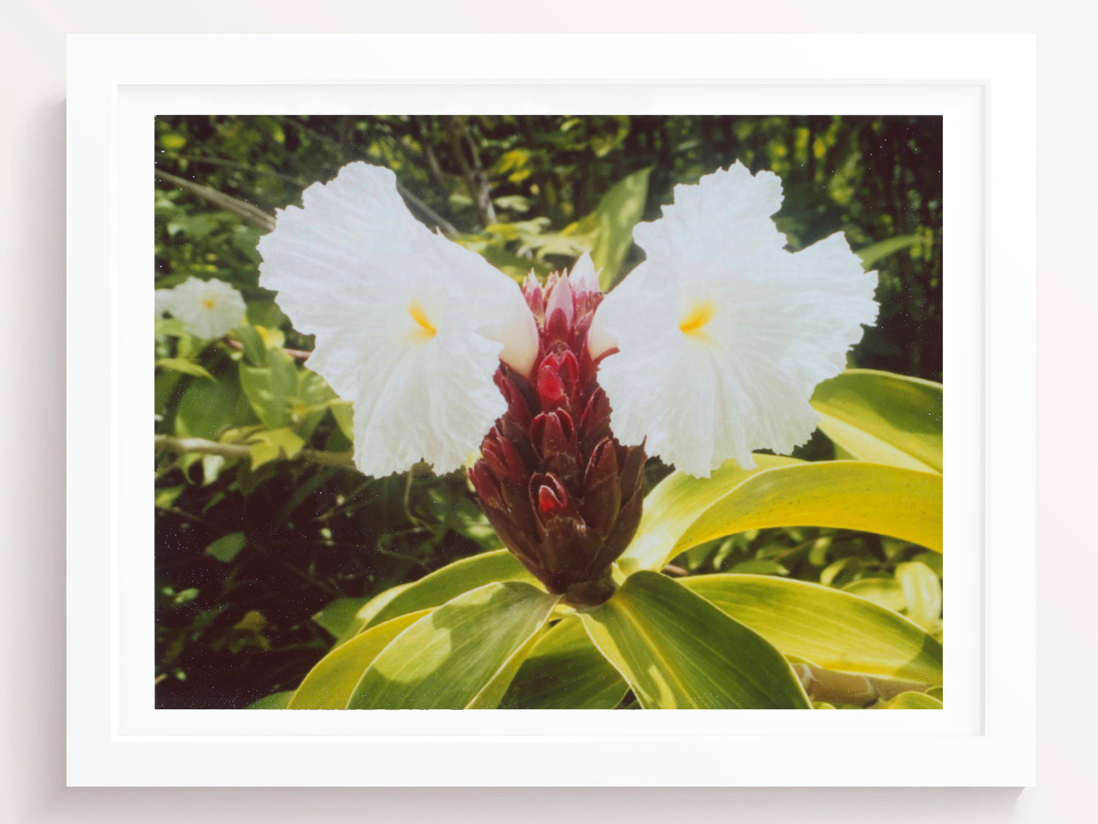 Tropical Flowers Art Print