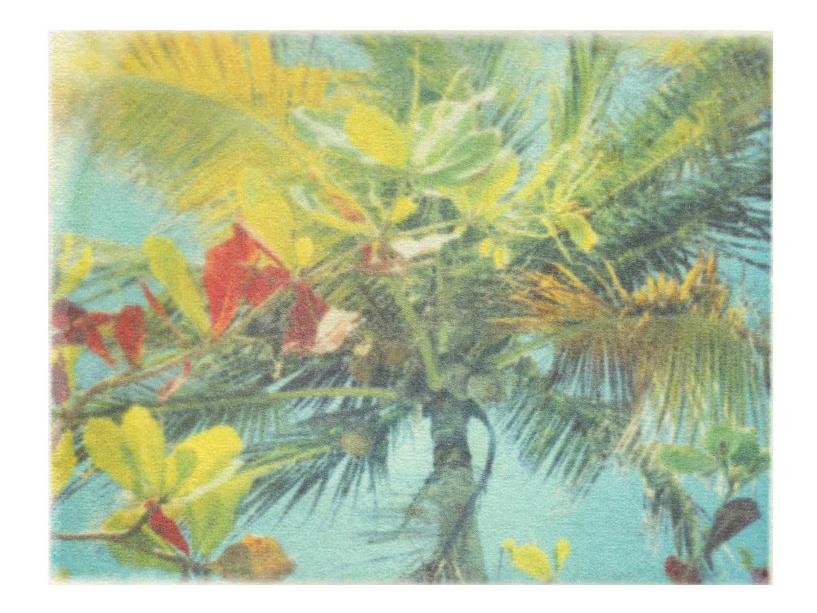 Palm Tree Wall Art Print