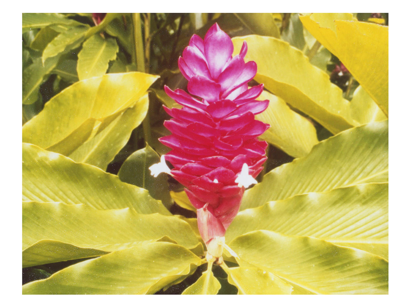 Tropical Flower Photography Print