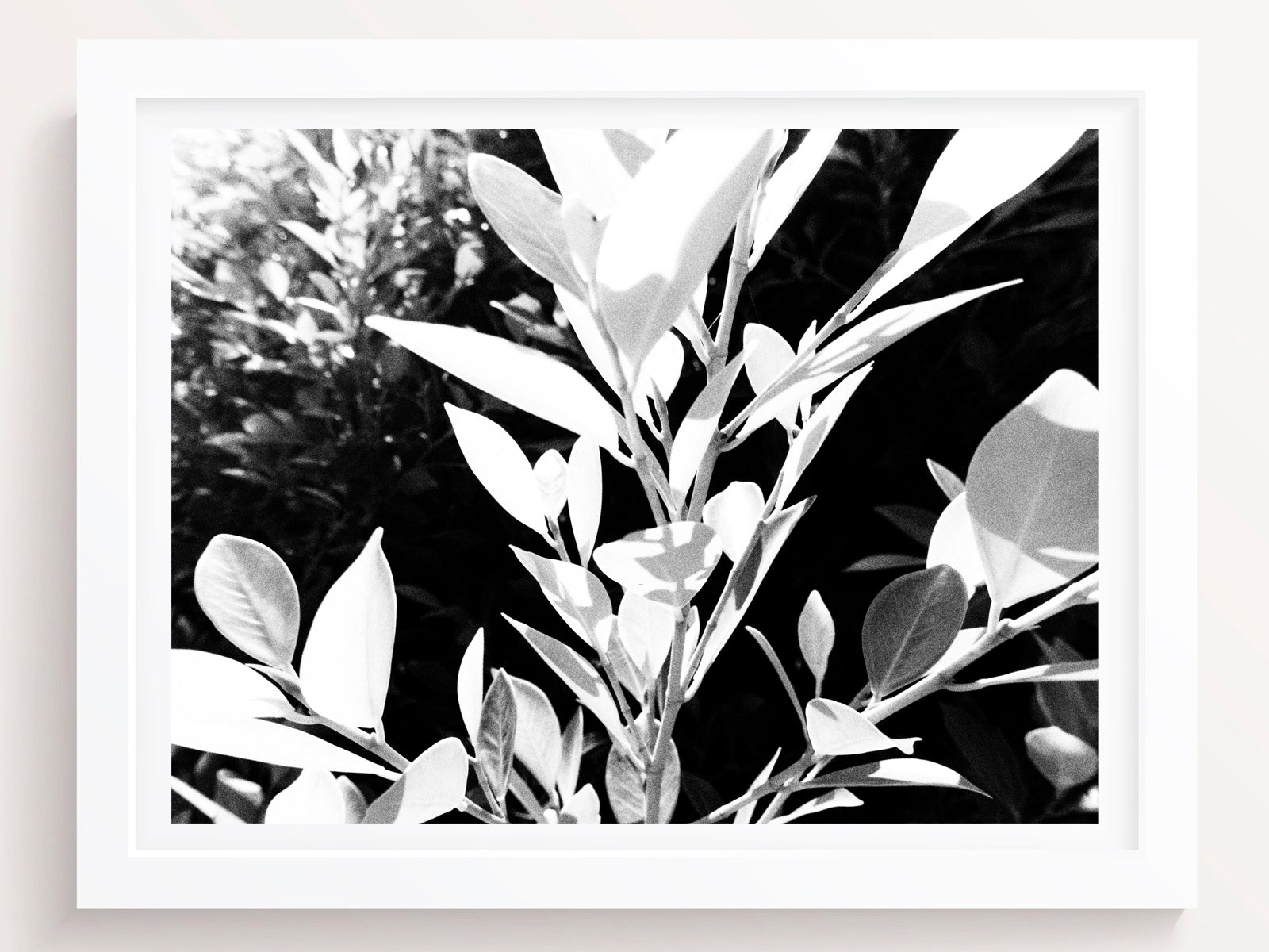Black and White Floral Wall Art Print