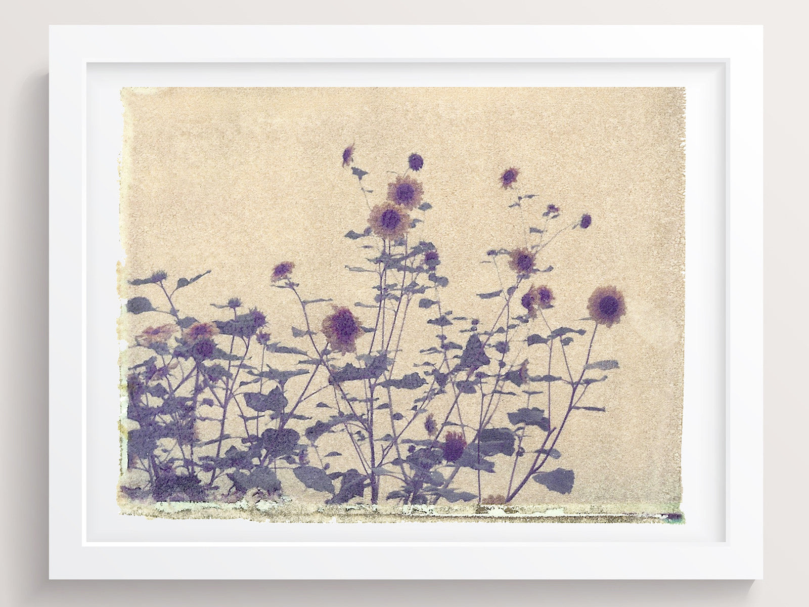 Blackeyed Susan - She Hit Pause