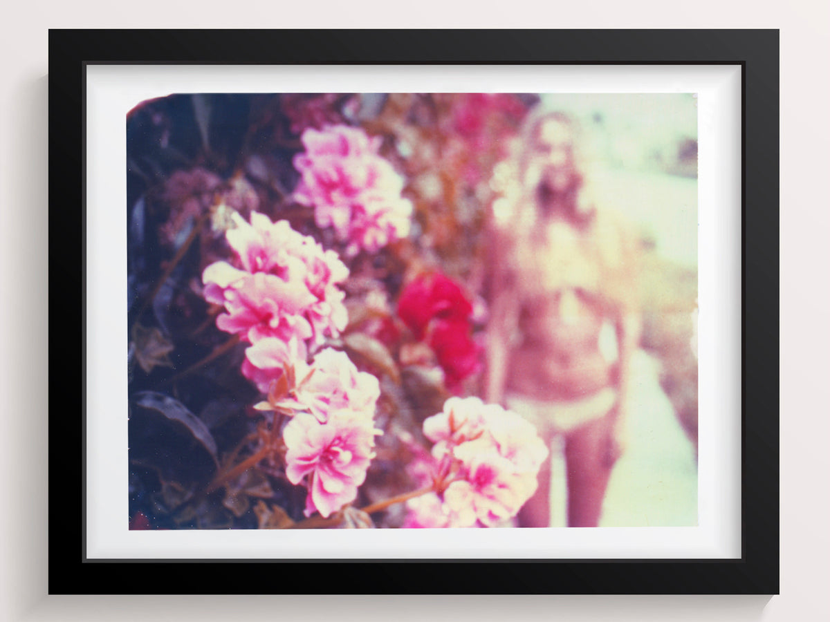 California Pinks + Reds - She Hit Pause