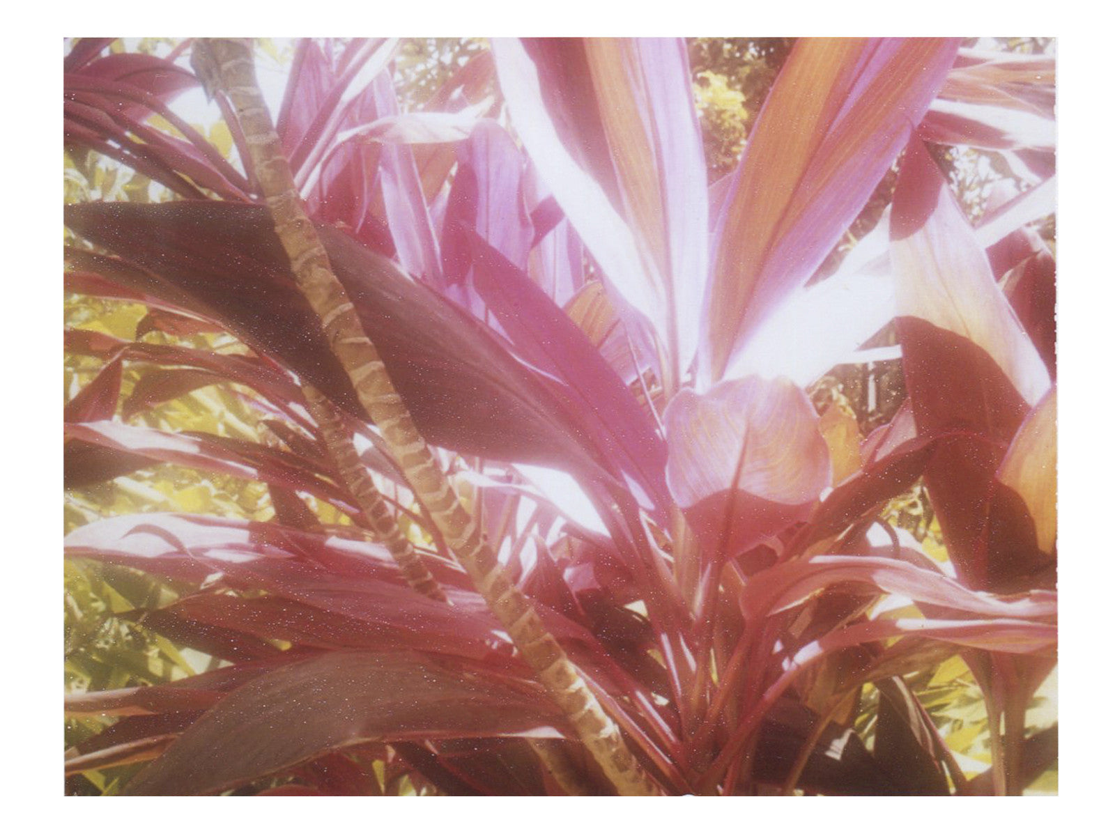 Colors You Can Taste (Costa Rica) - She Hit Pause