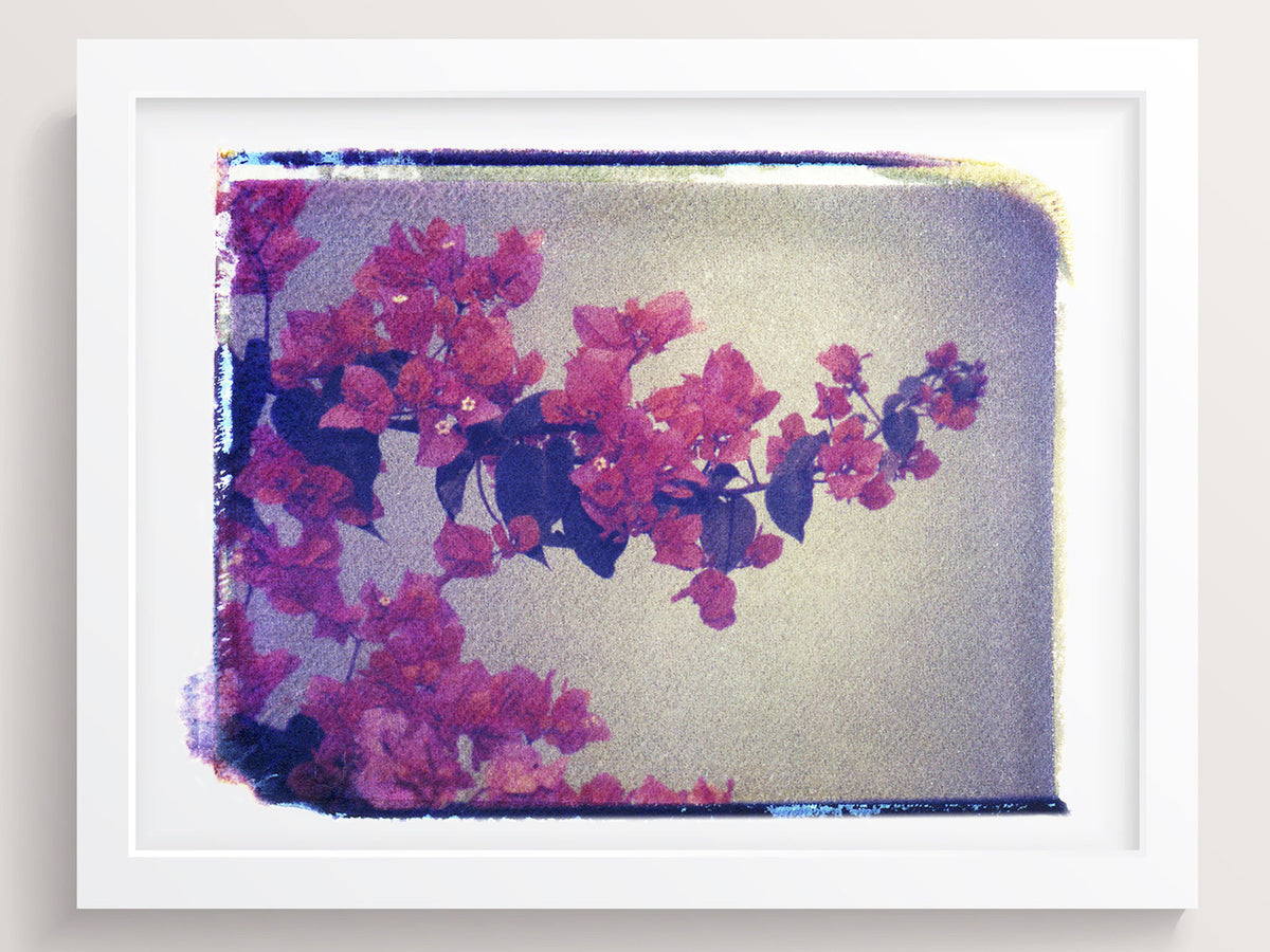 Ecuador Flowers - She Hit Pause