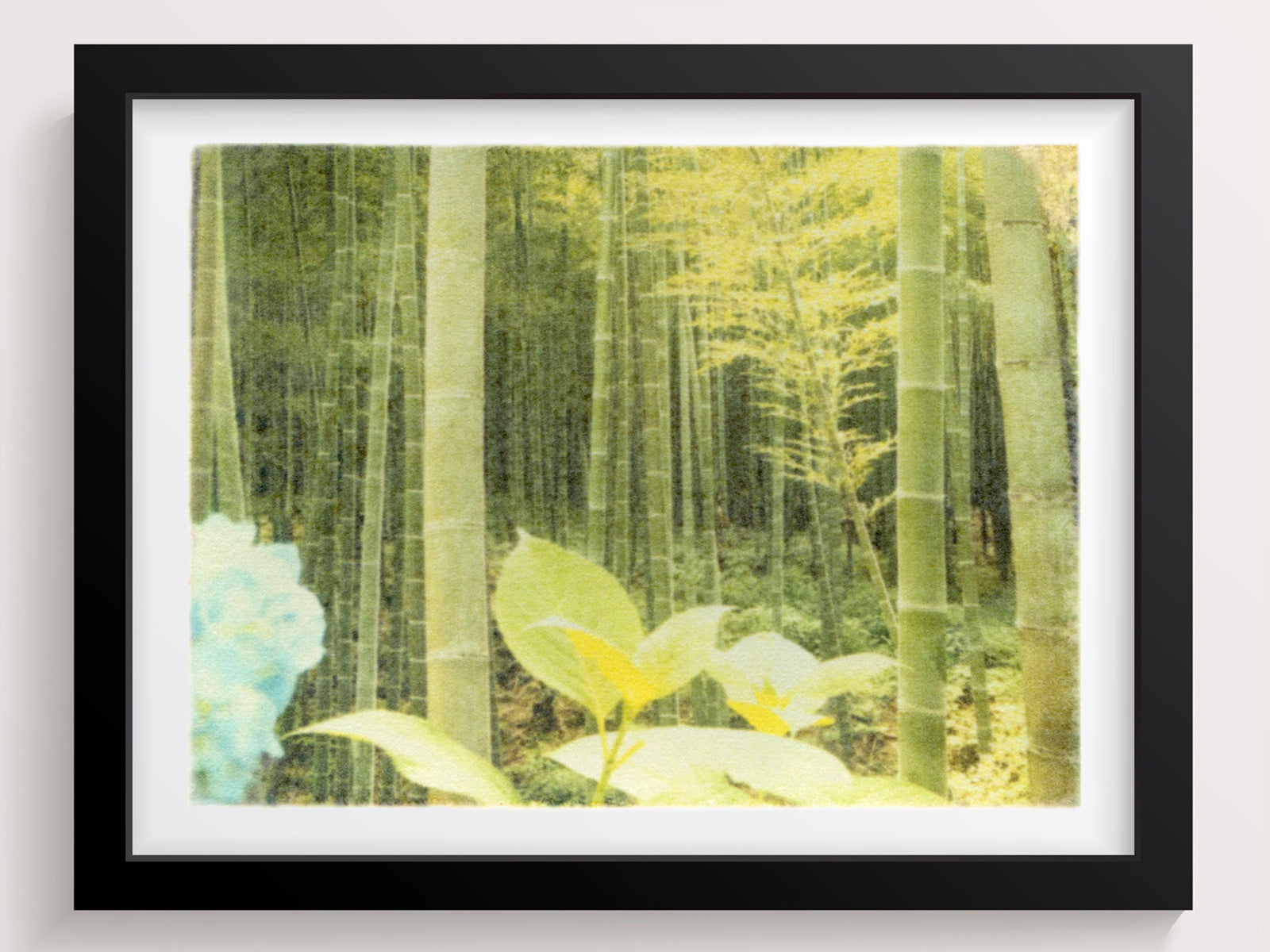 In a Japanese Forest - She Hit Pause