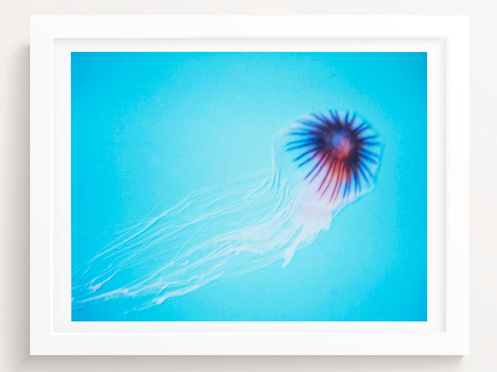 Jellyfish Photography Print