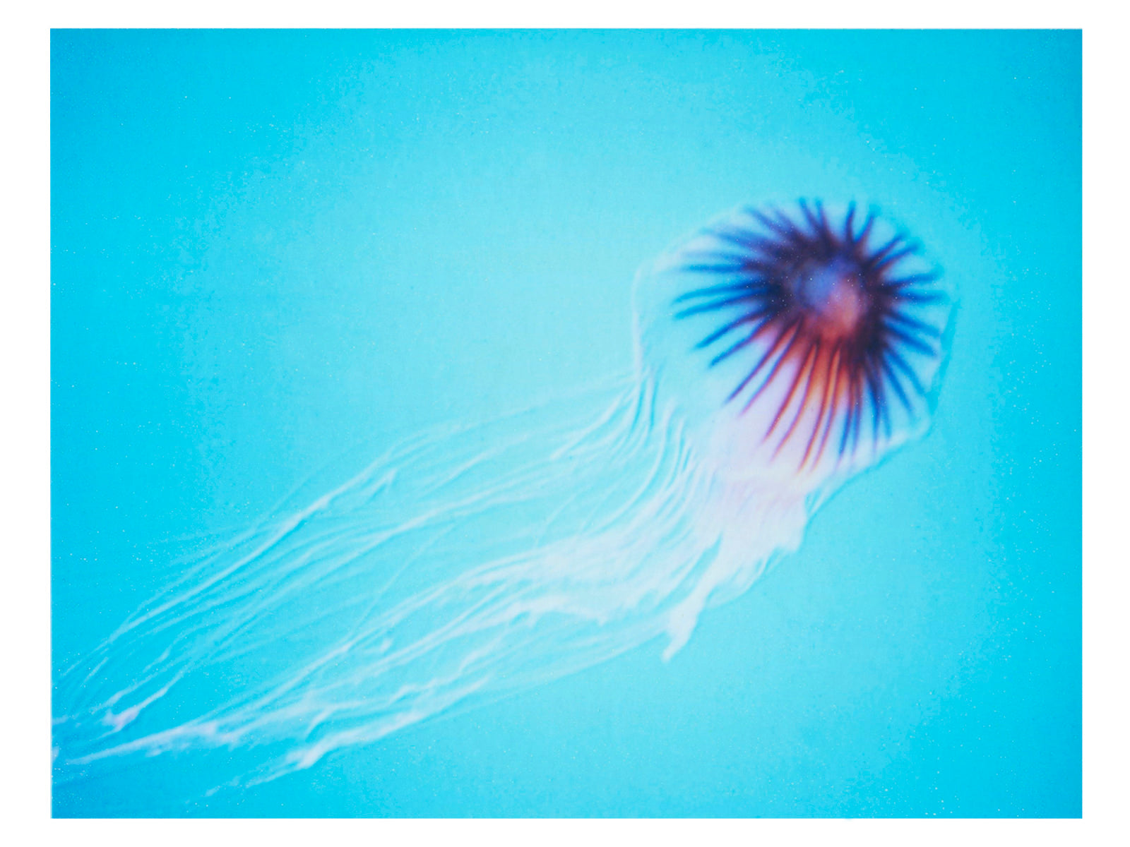 Jellyfish Photography Print