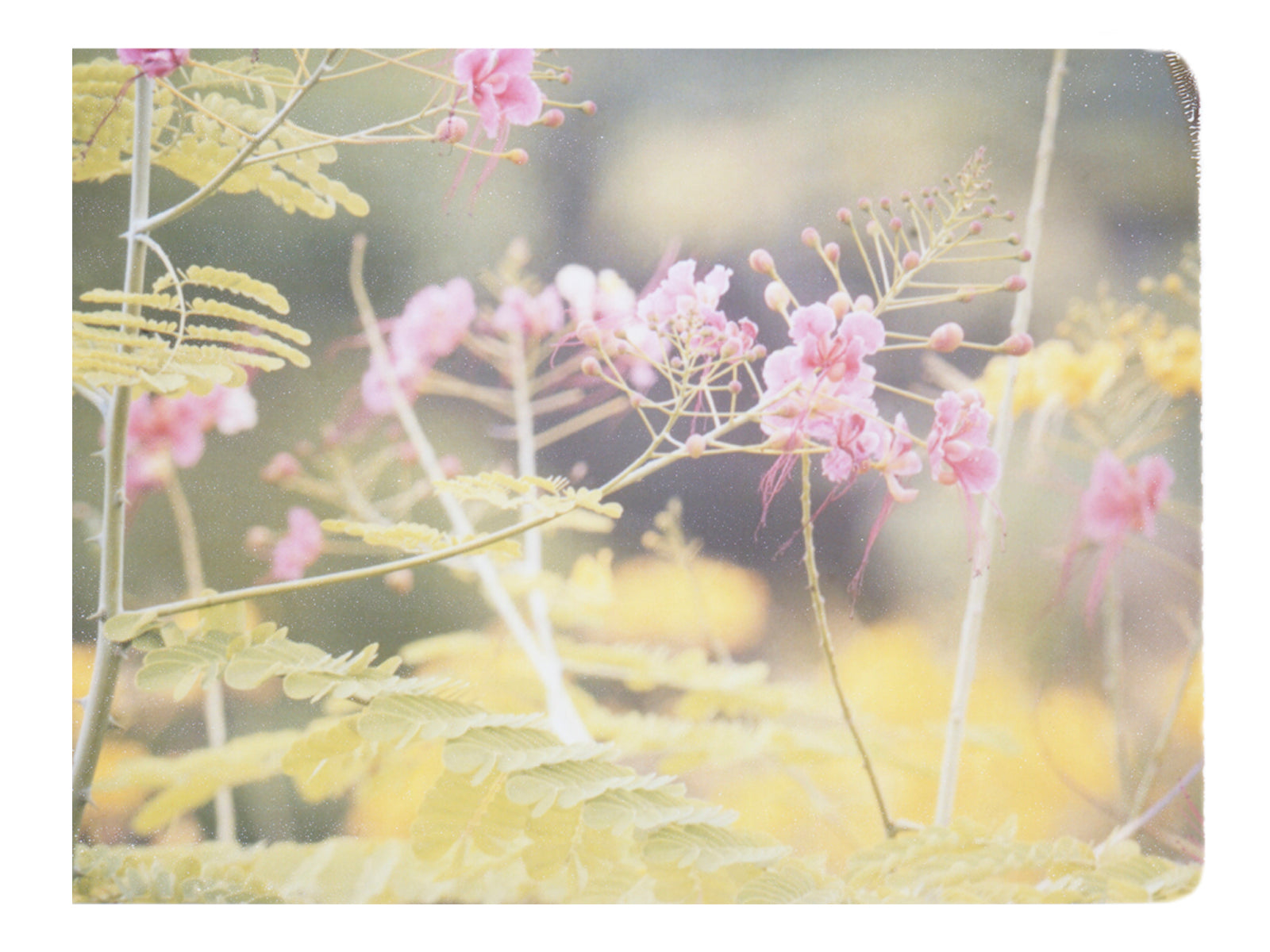 July - She Hit Pause