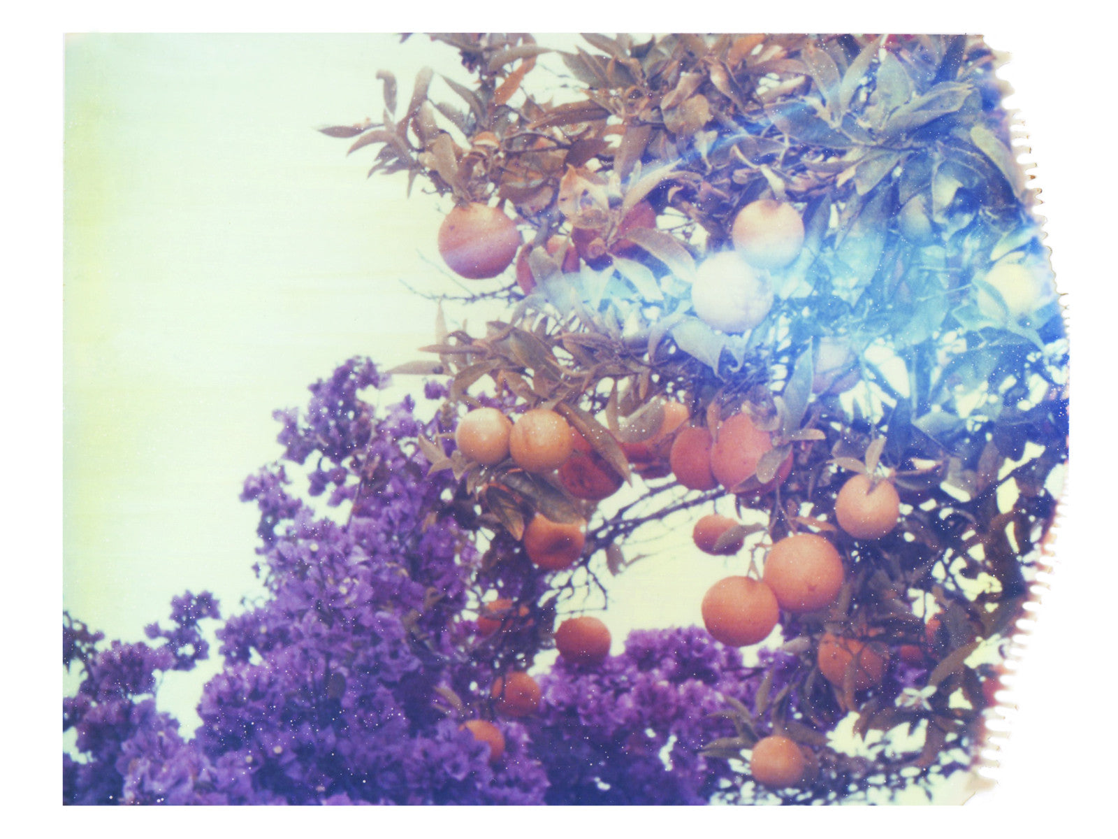 Purples + Oranges - She Hit Pause