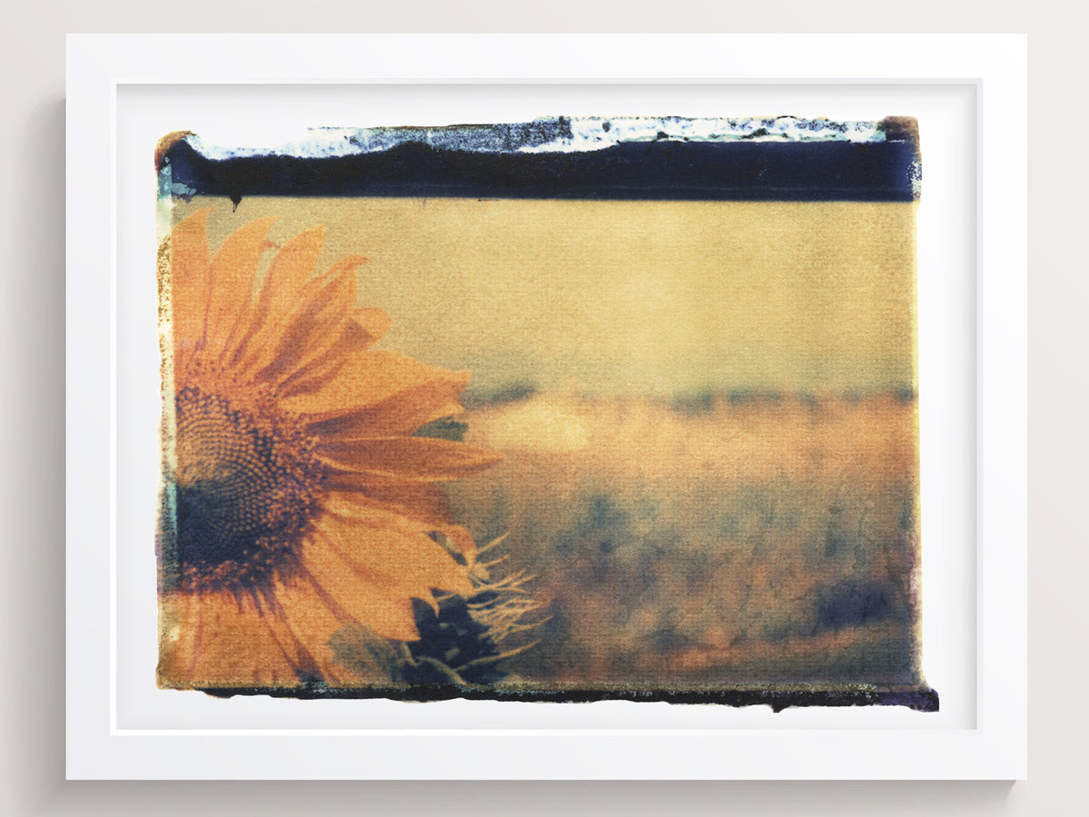 Sunflower On Film - She Hit Pause